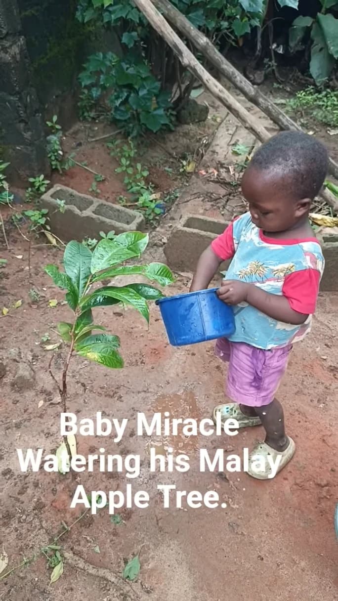 Little Baby Miracle is Caring for his Trees