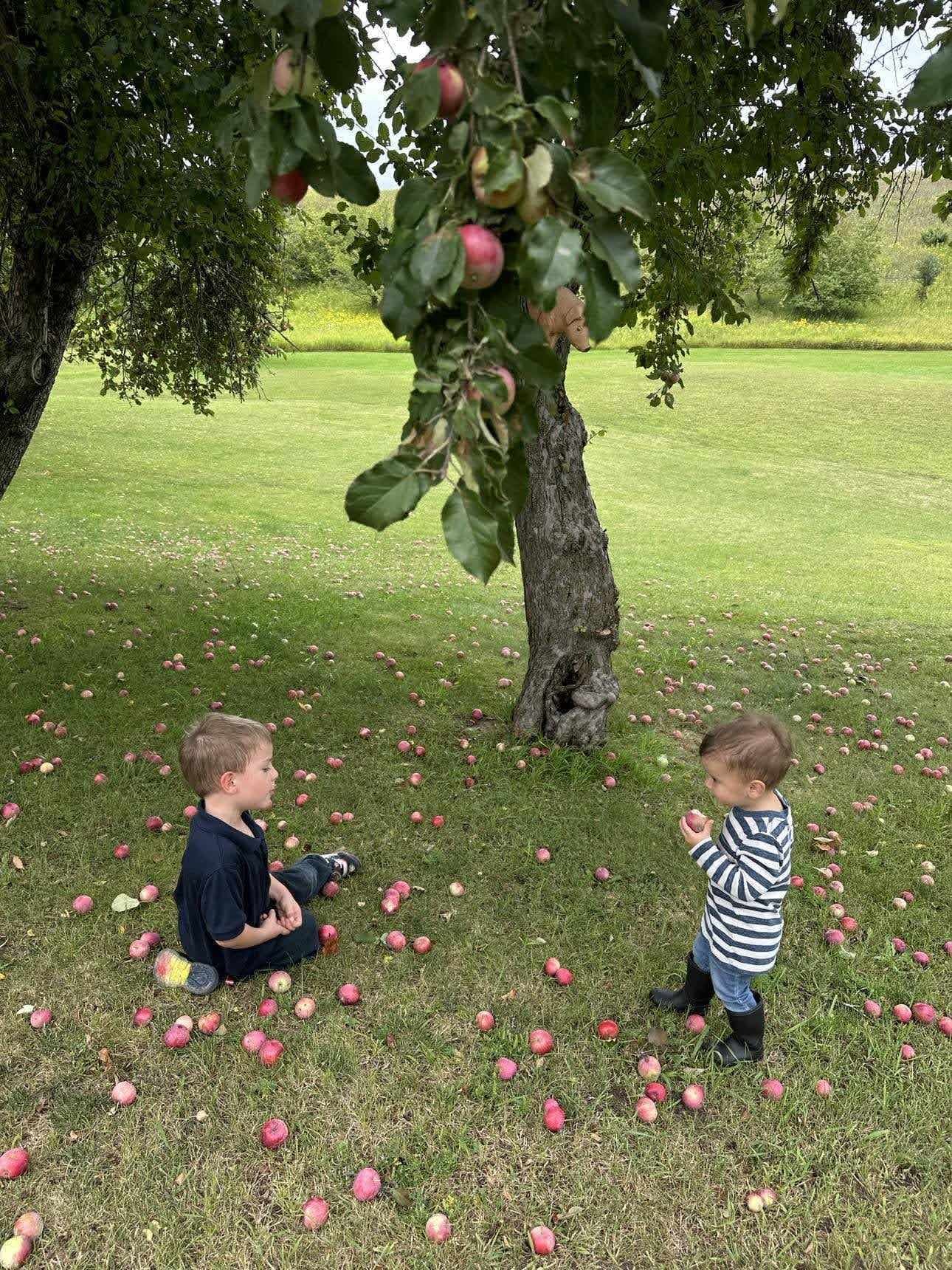 Children Enjoying the Fruit of an Old Apple Tree