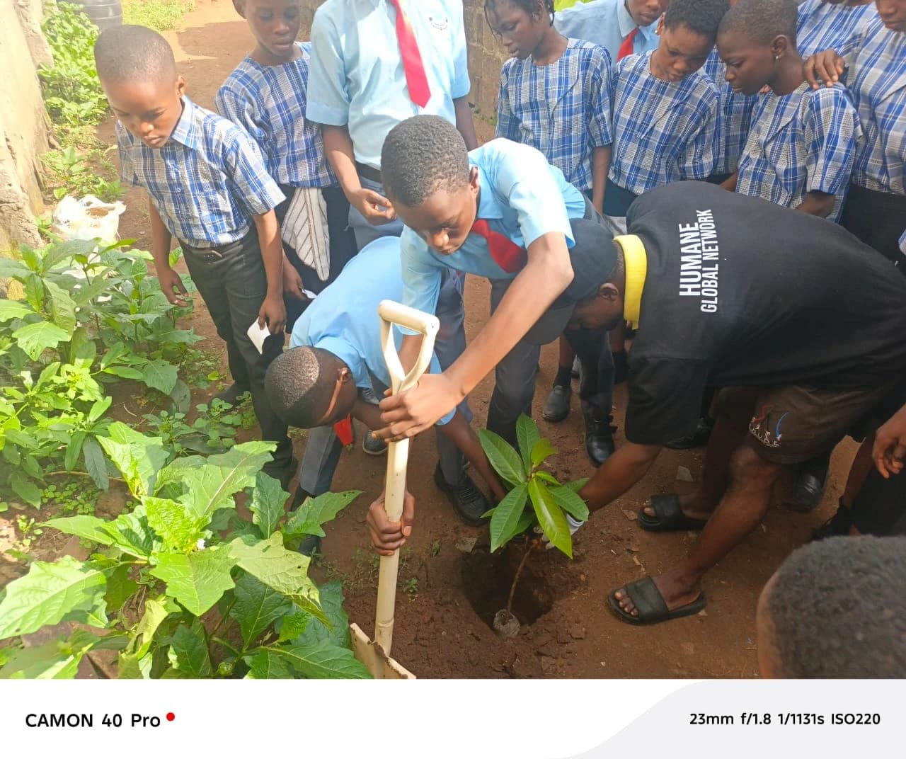 Planting Malay apple and sweet orange trees.