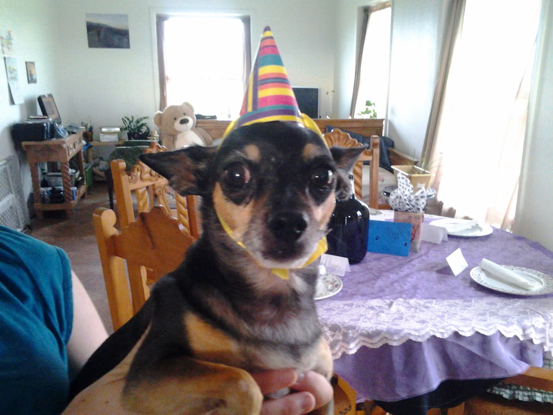 Cute Animal Party Supplies